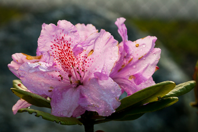 10 Juni, Kvällsljus på Rhododendron